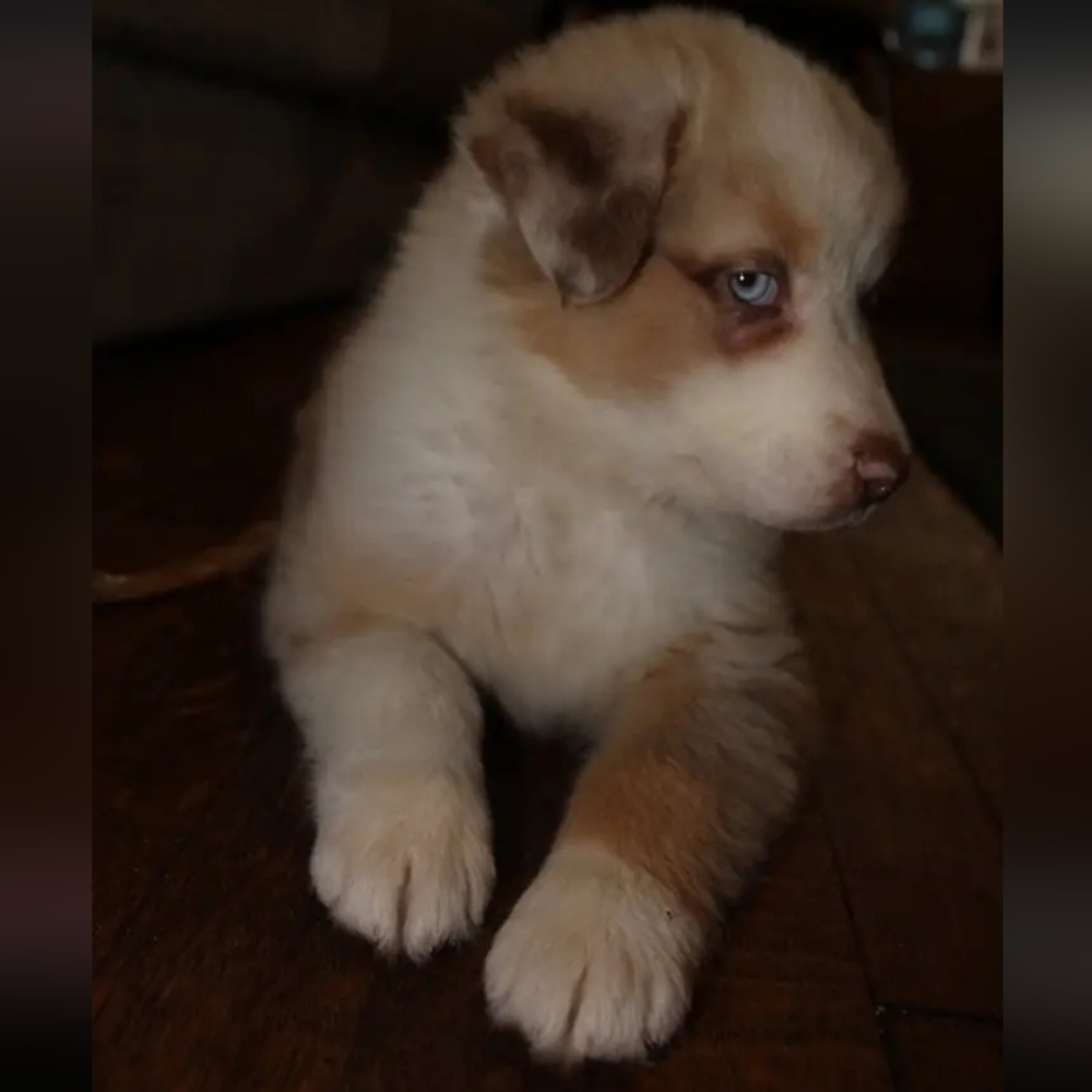 Please help Cosmo, aka "Big Happy" my red Merle aussie has cancer 😭🥺 - Picture 7 of 17